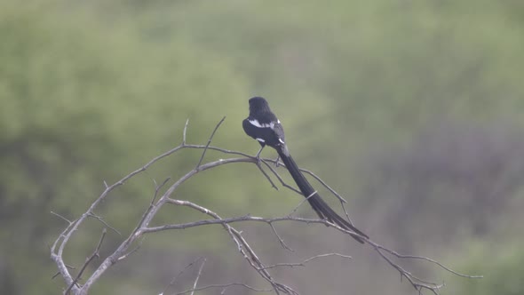 Pin-tailed whydah on a tree branch