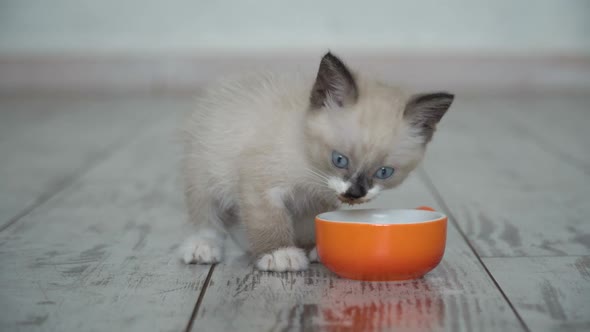 Kitten Eat Food From Bowl