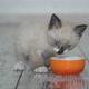 Kitten Eat Food From Bowl - VideoHive Item for Sale