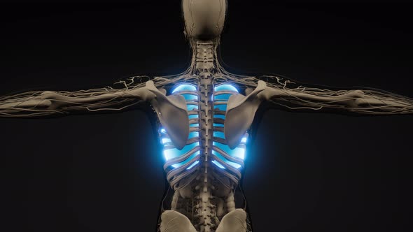 Human Lungs Radiology Exam alt