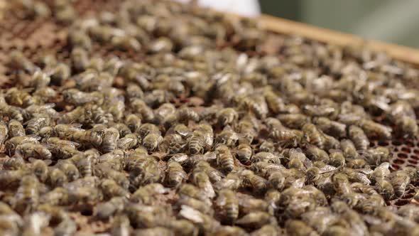 BEEKEEPING - Swarm of worker beese on top of a beehive, close up