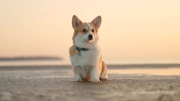 Dog on Beach Training Different Command to Sit and Lie Down Spbi