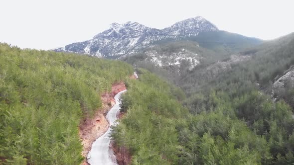 Mountain peak in snow and road surrounded by pine trees