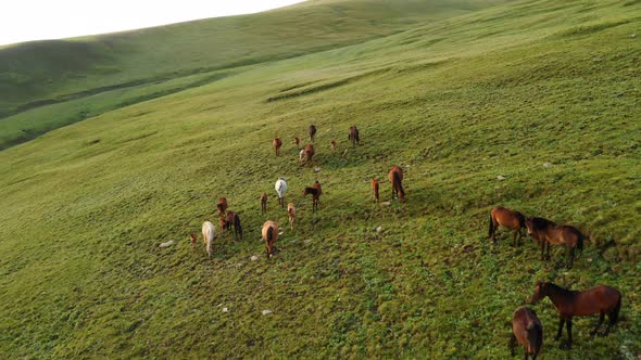 A Herd of Horses at the Mountain Lake SongKul Aerial View