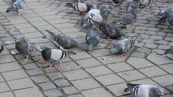 Pigeons Feed with Bread