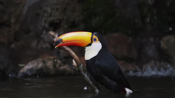 Close up shot of Toco Toucan slipped on wooden branch and falling into water of river