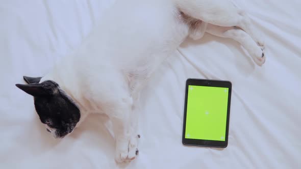 Top View French Bulldog Lying Near Digital Tablet