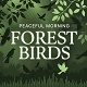 Peaceful Morning Forest Birds