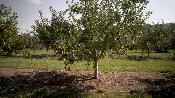 Steadicam camera moving through a backlit granny smith or golden delicious apple orchard with trees