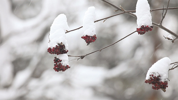 Snowy Ashberry