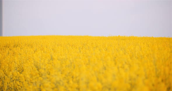 Blooming Rapeseed Flowers at Agriculture Field