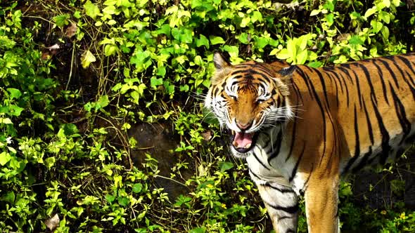 slow-motion of bengal tiger roaring