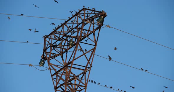 A flock of European starlings (Sturnus vulgaris) roost on overhead wires. Occitanie, France