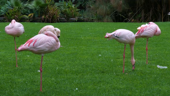 Group of Chilean and Lesser Flamingos birds