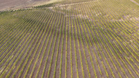 Vineyards Fields For Industrial Purposes 5