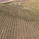 Vineyards Fields For Industrial Purposes 5 - VideoHive Item for Sale