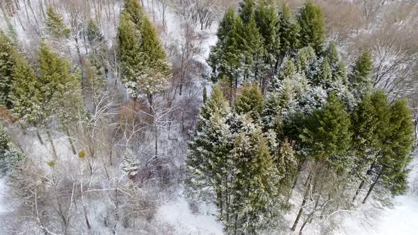 Evergreen pine tree branches, winter aerial view