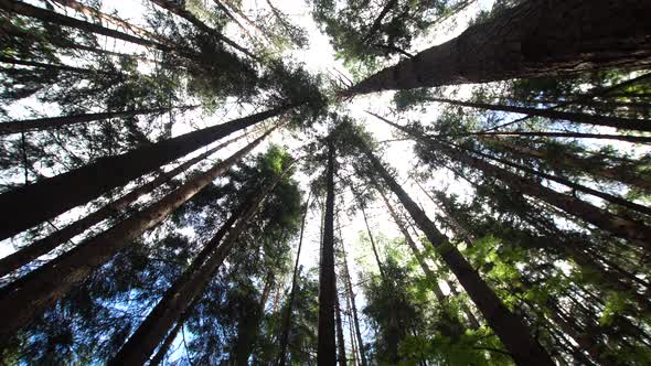 Crowns of Trees in the Forest