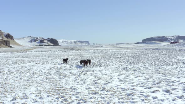 Wild Icelandic Horses in Snowy Conditions With Beautiful Iceland Landscape