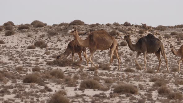 Herd of dromedary camels 