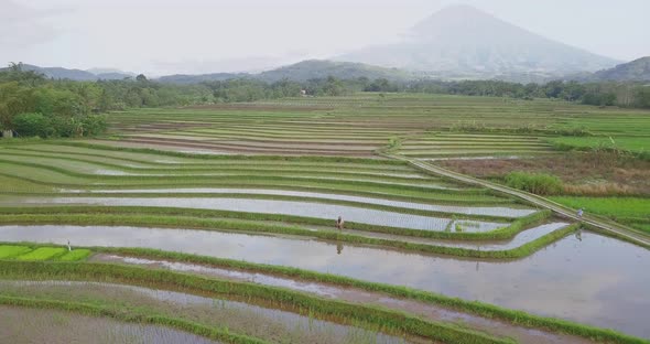 Aerial shot of Farmer working on flooded Paddy Field and silhouette of Volcano in backdrop - Misty a