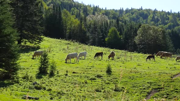 fGreen Field Eating Grass With Forest Behind