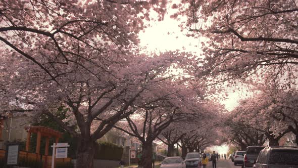 Sun shining through cherry blossom trees