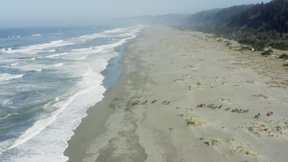 A herd of elk moves along a beach away from the ocean, toward the forest