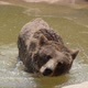 A Big Brown Bear Is Swimming in a Pool in a Zoo on a Sunny Day in Summer  - VideoHive Item for Sale