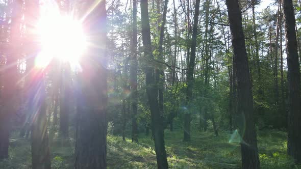 Trees in the Forest By Summer Day