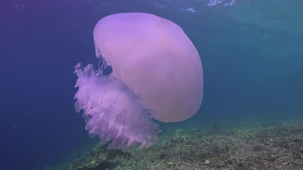 White Jellyfish pulsating in the ocean. Wide angle shot of a white jellyfish pulsating over a tropic