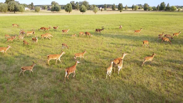 Herd of Roe Deer Running in Wild Nature Through Green Meadow