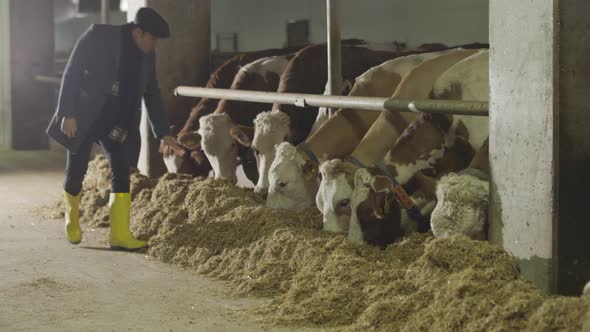 Feeding cows and farmer. Dairy farm.