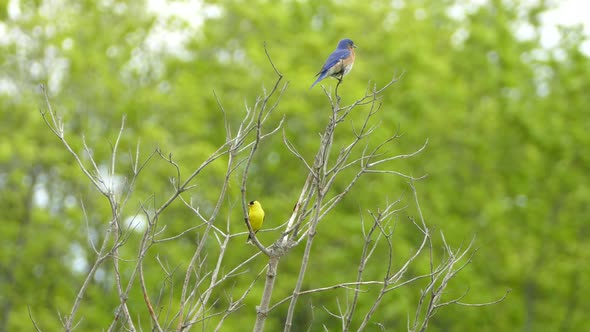 Eastern Mountain Bluebird and American Goldfinch sitting on branches in the forest. Two colorful bir