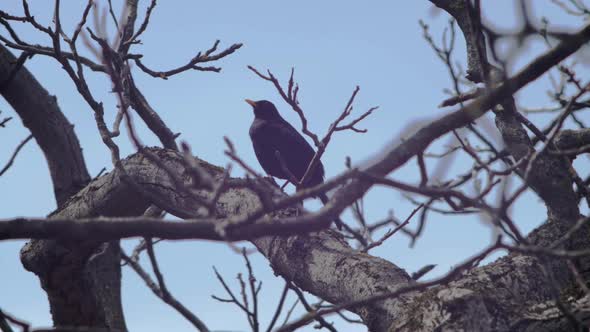 Slow motion low angled wide shot of a Blackbird sitting on a branch in a tree, framed by branches in
