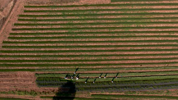 Lavender Harvest