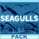 Loud Seagulls Screams Pack
