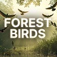 Morning Forest Birds Ambience