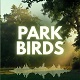 Quiet Park Birds Ambience