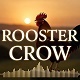 Loud Morning Rooster Crow