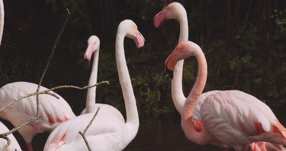 Chilean Flamingoes In Lake At Safari Park