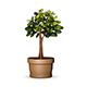 Potted Tree - 3DOcean Item for Sale