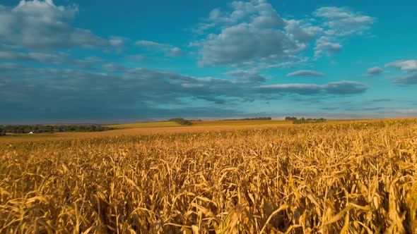 Aerial Footage Drone Flight Over Yellow Field of Corn in Ukraine Rural Agricultural Countryside