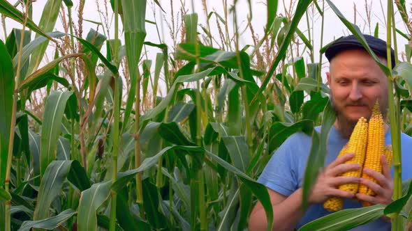 A Bearded Man an American Farmer in a Cap with a Ripe Corn Crop in His Hands Makes His Way Through