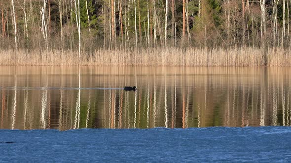 Water Bird Swiming Across The Lake Surface