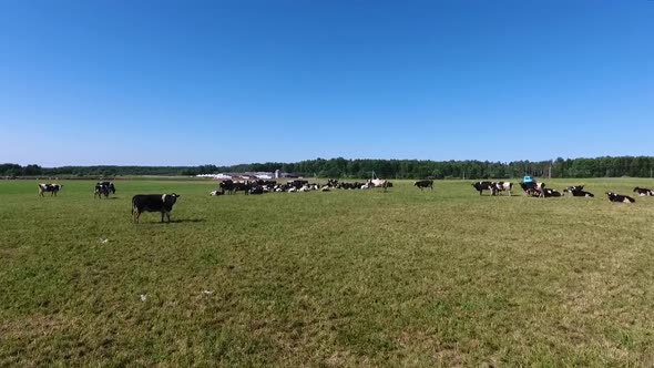 Aerial View of Cows in a Herd on a Green Pasture in the Summer