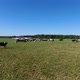Aerial View of Cows in a Herd on a Green Pasture in the Summer - VideoHive Item for Sale
