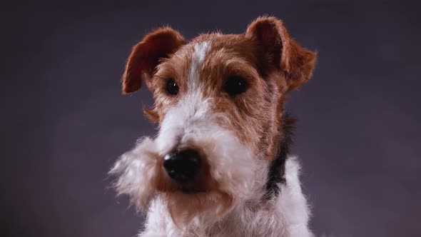 Portrait of Spotted Fox Terrier in Studio on Gray Black Gradient Background, Front View. Close Up of