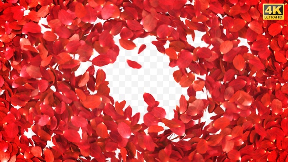 Petals Rose Reveal alt