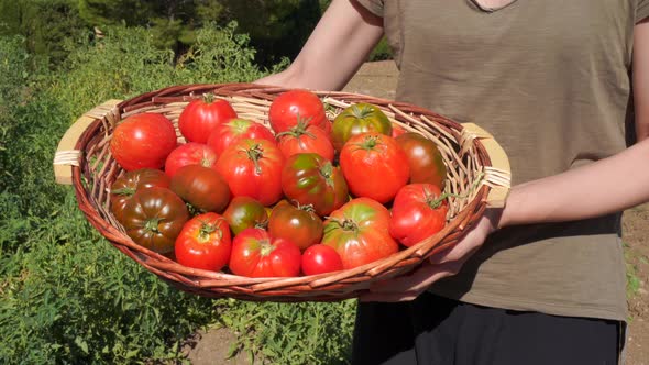 Cheerful Asian woman with harvest of tomatoes in countryside